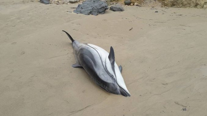 delfin
