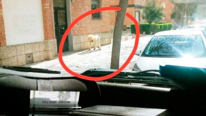 perritojaja