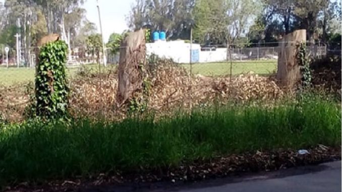 camet-deforestacion