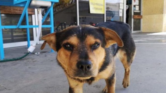 covito - perro - mascota