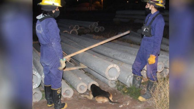 rescate-perro-bomberos-centeneriojpg