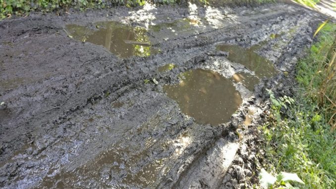Bosque peralta ramos