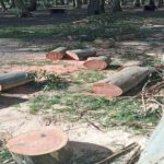 “Cada vez hay menos árboles en la Reserva Forestal Parque Camet”