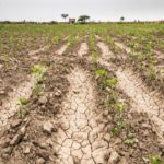 Gobierno bonaerense impulsa medidas de apoyo para sector agropecuario afectado por sequía