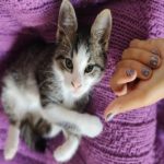En qué barrios estará el quirófano móvil para animales